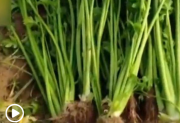 芹菜可以做面膜？